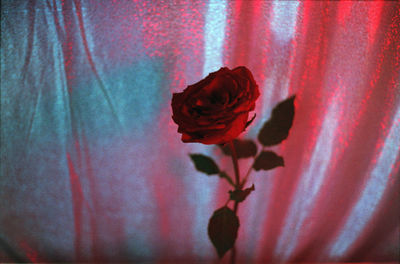 Close-up of red flower