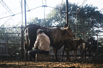 Man working with cows standing in a stable