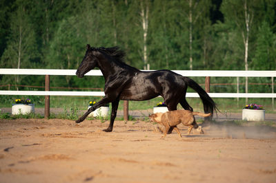 View of dog running