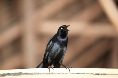 Close-up of bird perching on railing