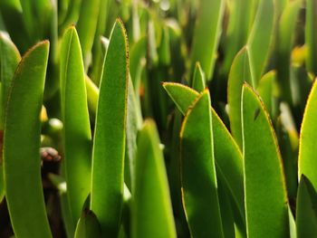 New spring leaves of succulent ice plants