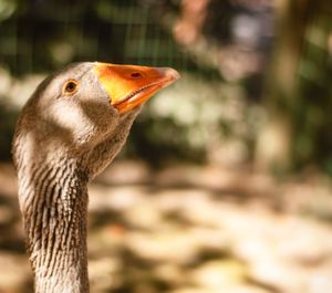 Close-up of a bird looking away