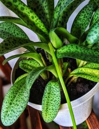 High angle view of fresh green potted plant
