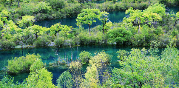 Scenic view of lake in forest