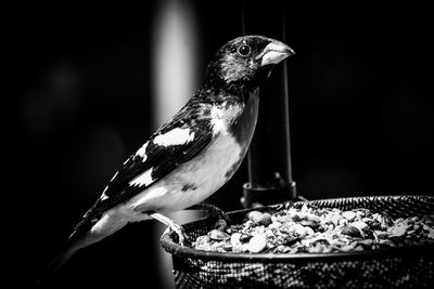 Close-up of bird perching