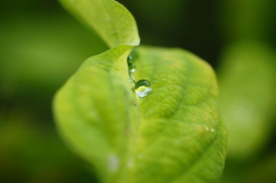 Closeup of raindrop on green leaves after rain