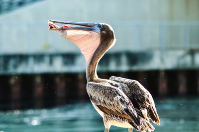 Close-up of a bird