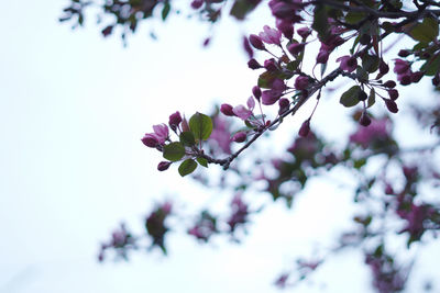 Low angle view of cherry blossoms in spring