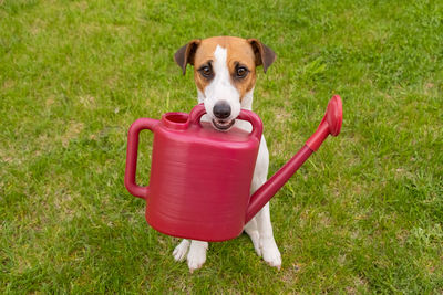 Portrait of dog on grassy field