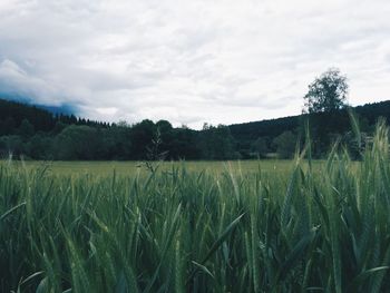 Scenic view of field against cloudy sky