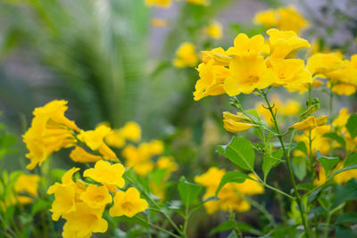 Close-up of yellow flowering plants