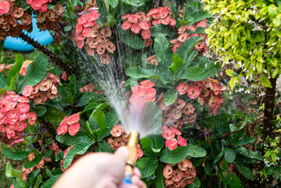 Low section of person hand on flowering plant