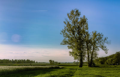 Tree on field against sky