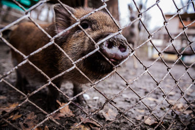 Close-up of pig seen through chainlink fence