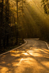 Road amidst trees in forest