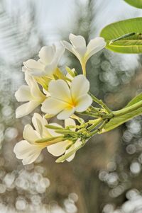 Close-up of white flowering plant