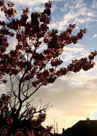 Low angle view of silhouette tree against sky