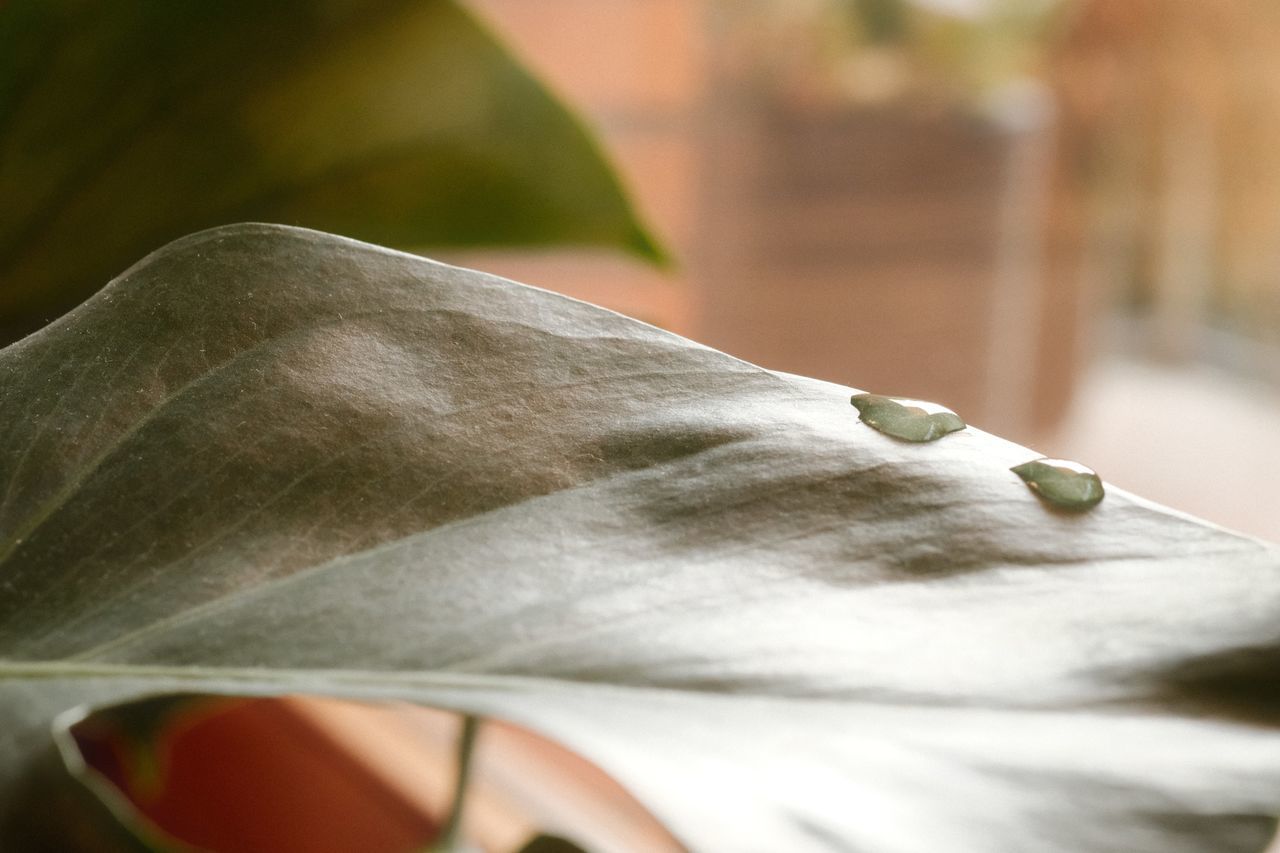 leaf, close-up, green, plant, flower, macro photography, petal, selective focus, yellow, plant part, nature, no people, white, outdoors, focus on foreground, day, freshness