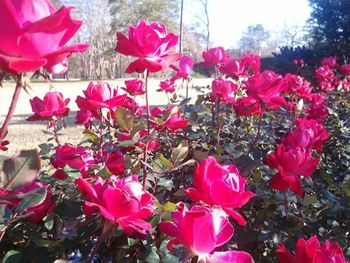 Close-up of pink flowers blooming against sky