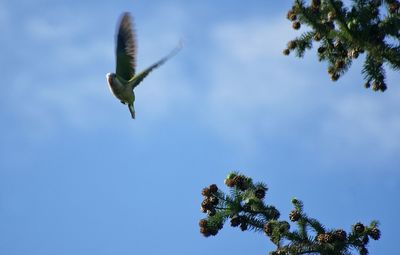 Low angle view of birds flying in sky