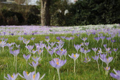 Close-up of purple crocus flowers blooming in field