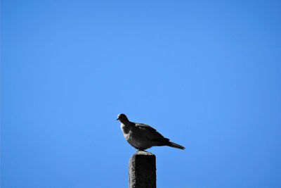 A adult young streptopellia decaocto bird in a brillant photography