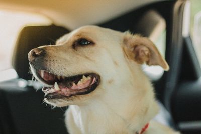 Close-up of dog in car