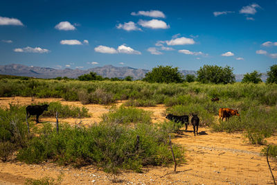 View of horses on field against sky