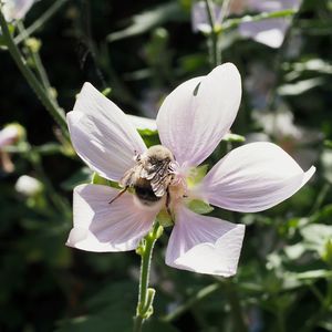 Close-up of insect on flower