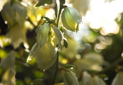 Close-up of flowering plant against blurred background