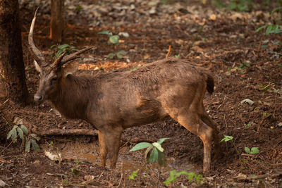 Deer in a field