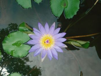 Close-up of lotus water lily in pond