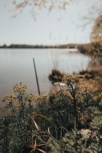 Close-up of plants by lake against sky