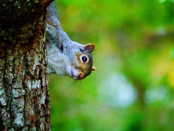 Close-up of squirrel on tree