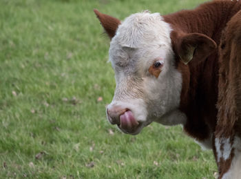 Close-up of cow on field