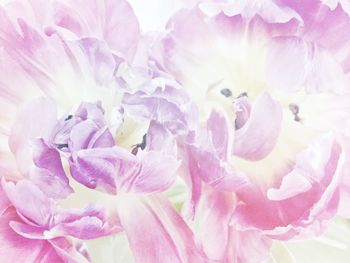 Close-up of pink flowers