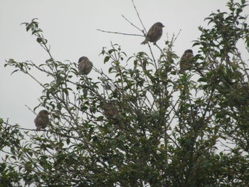 Low angle view of birds perching on tree