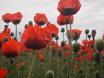 Close-up of red poppy flowers growing on field