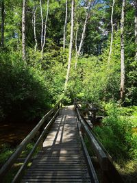 Footbridge amidst trees in forest