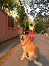 Dog sitting on road with woman photographing in background