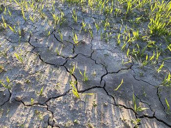 Full frame shot of dry plants on field