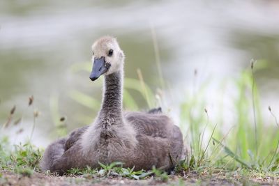 Swan in a field