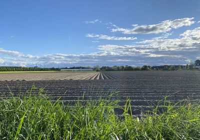 Scenic view of agricultural field against sky