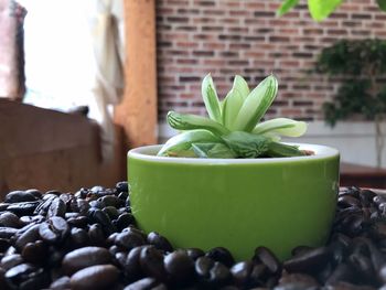 Close-up of potted plant on table