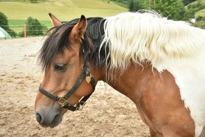 Close-up of horse
