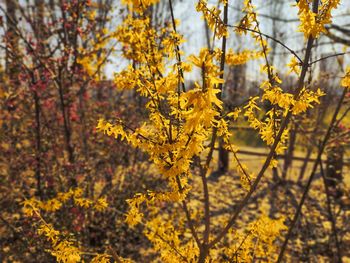 Close-up of yellow flowering plant during autumn