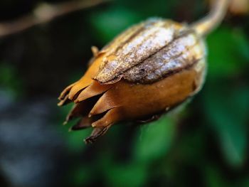 Close-up of plant against blurred background