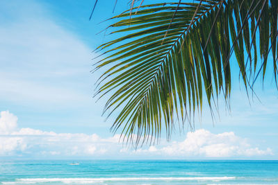 Palm tree by sea against sky