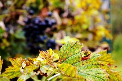 Close-up of leaves on plant during autumn