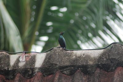 Close-up of bird perching on a wall